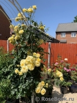 Sommergold ® Sommergold ®