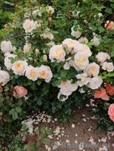 Crocus Rose® Crocus Rose®