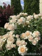 Chandos Beauty Chandos Beauty