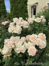 Chandos Beauty Chandos Beauty