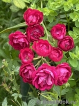 Perennial Domino Perennial Domino