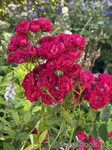 Perennial Domino Perennial Domino