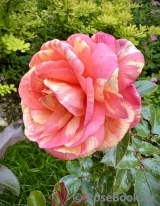 Rose La Rose des Impressionnistes Rose La Rose des Impressionnistes