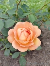 Lady of Shalott Lady of Shalott