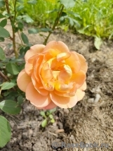 Lady of Shalott Lady of Shalott