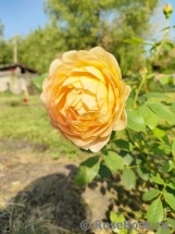 Lady of Shalott Lady of Shalott