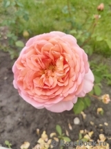 Abraham Darby Abraham Darby