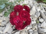 Siluetta Crimson Siluetta Crimson