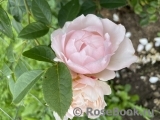 Generous Gardener, The Generous Gardener, The