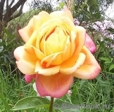 Zolotoi Yubilei (Золотой Юбилей ) Zolotoi Yubilei (Золотой Юбилей )