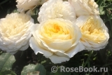 Crocus Rose® Crocus Rose®
