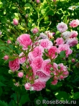 Amica ® Amica ®