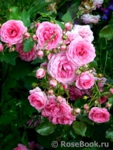 Amica ® Amica ®