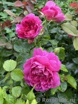 Princess Anne Princess Anne