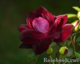 Burgundy Ice Burgundy Ice
