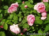 Constance Spry Constance Spry