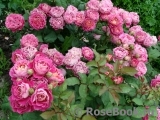 Centenaire de l'Haÿ-les-roses ® Centenaire de l'Haÿ-les-roses ®