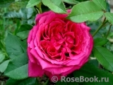 Rosier Rose Lalande de Pomerol ® Rosier Rose Lalande de Pomerol ®