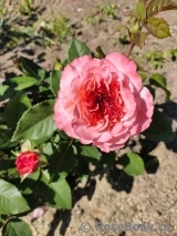 Augusta Luise Augusta Luise