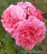 Rosarium Uetersen Rosarium Uetersen
