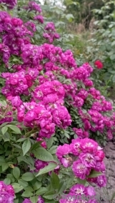 Perennial Blue Perennial Blue