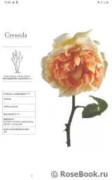 Cressida