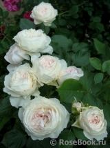 Herzogin Christiana ® Herzogin Christiana ®