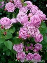 Rose Thelma Rose Thelma