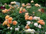 Lady of Shalott Lady of Shalott