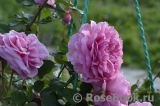 Princess Alexandra of Kent Princess Alexandra of Kent