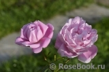 Mary Rose Mary Rose