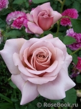 Simply Gorgeous Simply Gorgeous