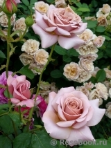 Simply Gorgeous Simply Gorgeous