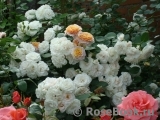 Aspirin Rose Aspirin Rose