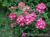 Marjorie Fair ® Marjorie Fair ®