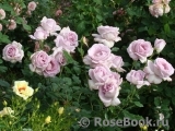 La Rose du Petit Prince La Rose du Petit Prince