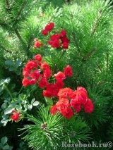 Scarlet Meillandecor Scarlet Meillandecor