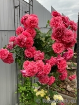 Rosarium Uetersen Rosarium Uetersen