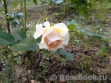 Ginger Syllabub Ginger Syllabub