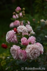 Kordes' Rosenfaszination ® Kordes' Rosenfaszination ®