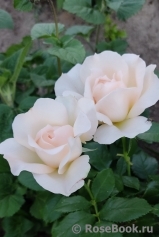 Chandos Beauty Chandos Beauty