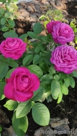 Heidi Klum Rose Heidi Klum Rose