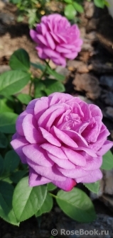 Heidi Klum Rose Heidi Klum Rose