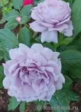 Novalis Novalis