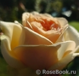 Apricot Sky ® Apricot Sky ®