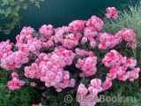 Rosarium Uetersen Rosarium Uetersen