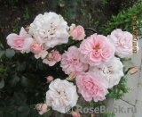 Home & Garden Home & Garden