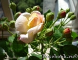 Bordure Nacree Bordure Nacree