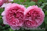 Princess Alexandra of Kent Princess Alexandra of Kent