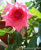 Magenta Diadem Magenta Diadem